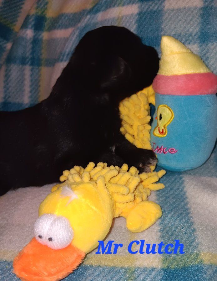 AKC Miniature Schnauzer  Mr Clutch