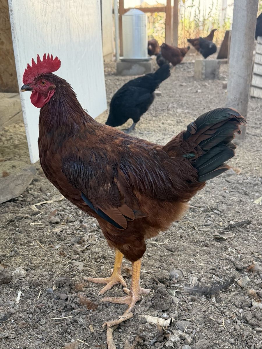 Live Rooster for Sale - Healthy and Vibrant Livestock