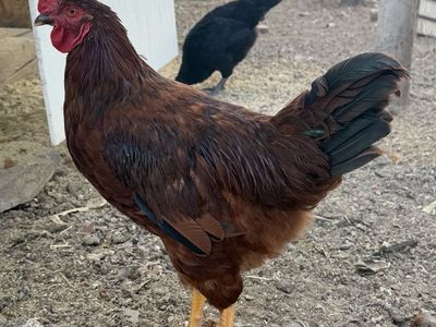 Live Rooster for Sale - Healthy and Vibrant Livestock
