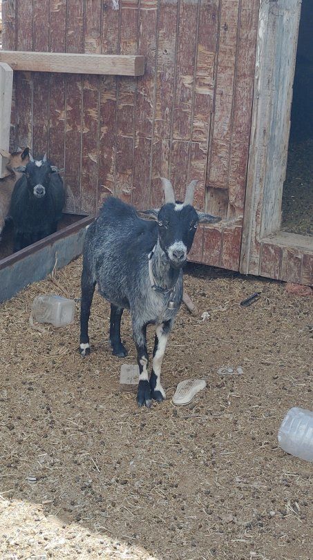Nigerian dwarf doe