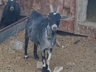Nigerian dwarf doe