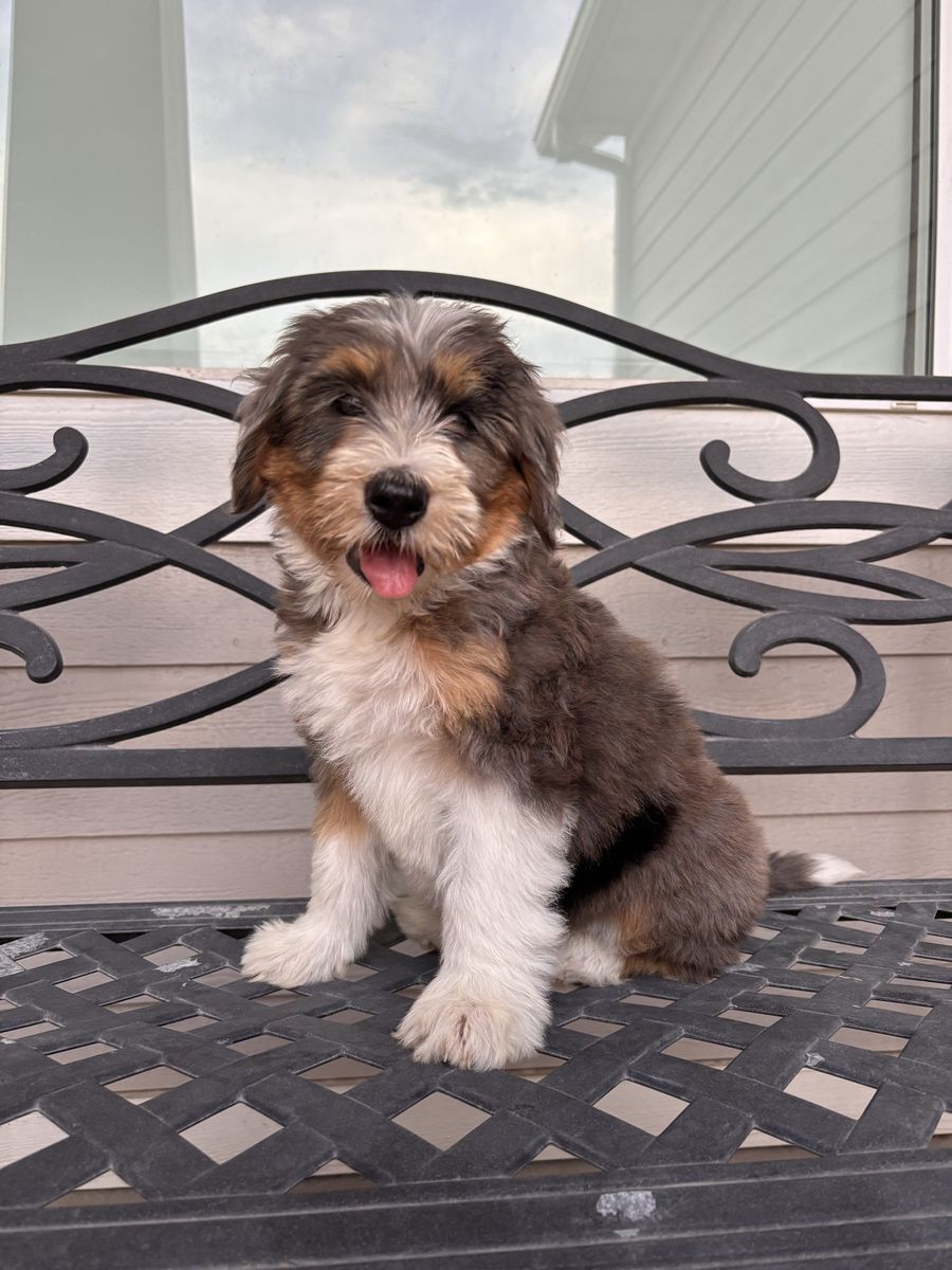 Mini Merle Multigenerational Bernedoodle Puppy - Female