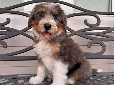 Mini Merle Multigenerational Bernedoodle Puppy - Female