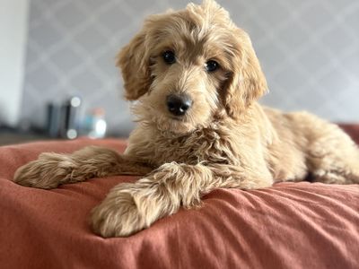Mini Goldendoodle