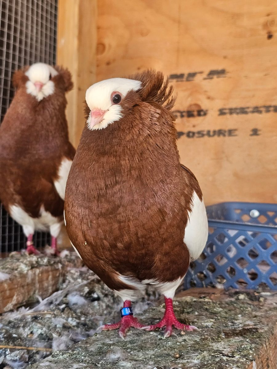 2 Pigeons