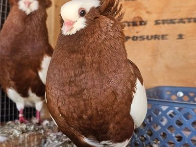 2 Pigeons