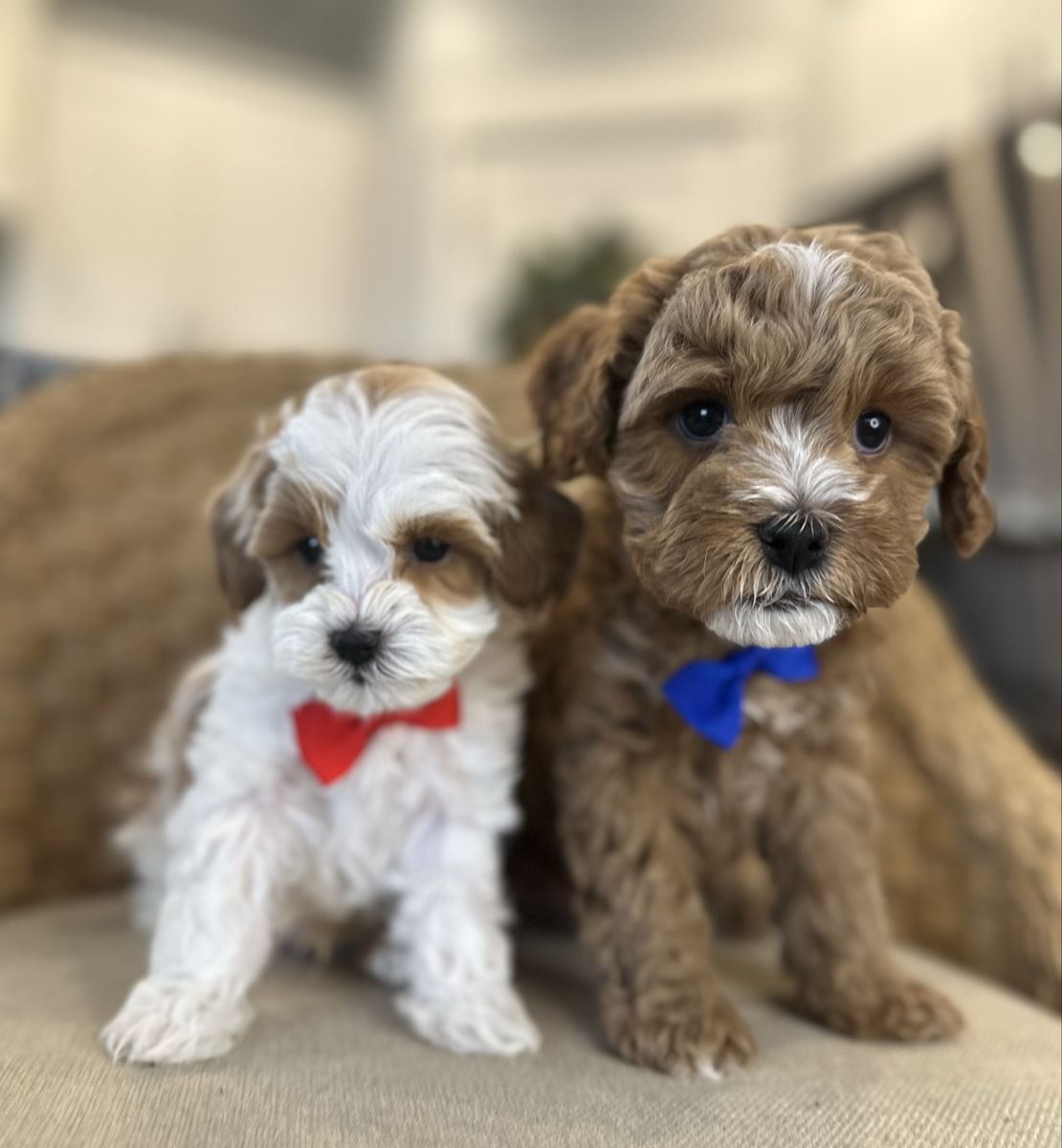 Teacup Cavapoo puppies
