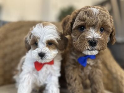 Teacup Cavapoo puppies