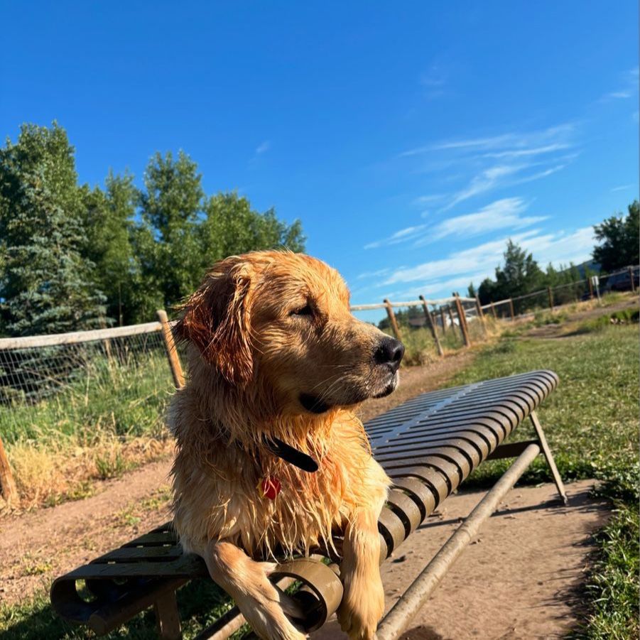 Golden Retriever Stud