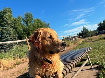Golden Retriever Stud