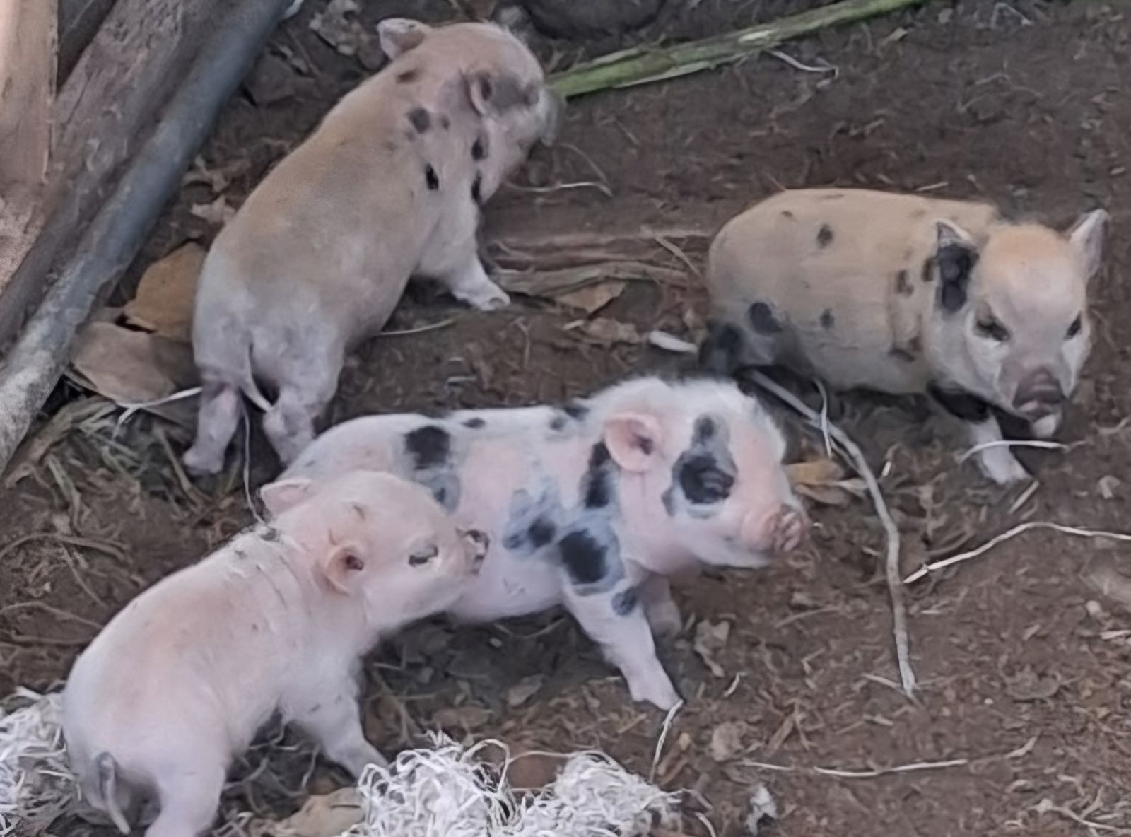 Adorable Potbelly Piglets - Spotted, Ready for New Homes
