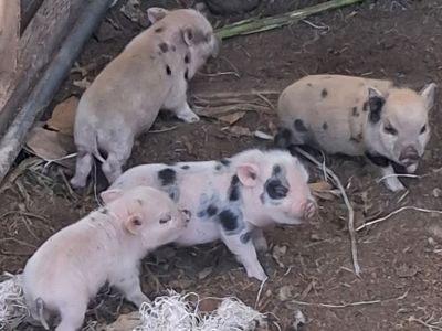 Adorable Potbelly Piglets - Spotted, Ready for New Homes