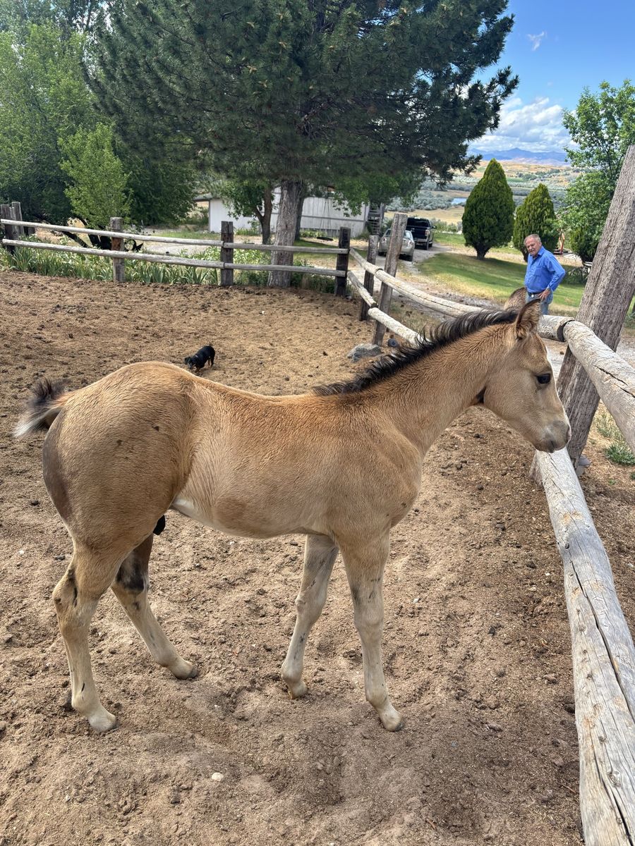 Two Horses for One Price – Mare & Colt Package
