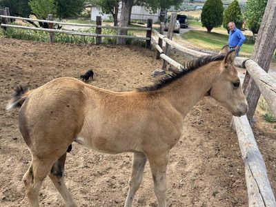 Two Horses for One Price – Mare & Colt Package