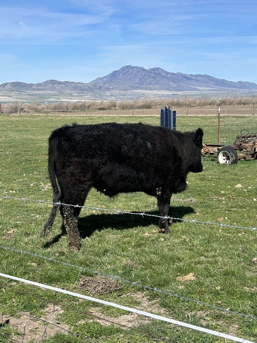 Angus Steer