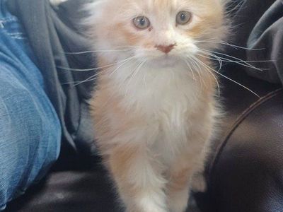 TICA Maine Coon Kittens We Deliver Free