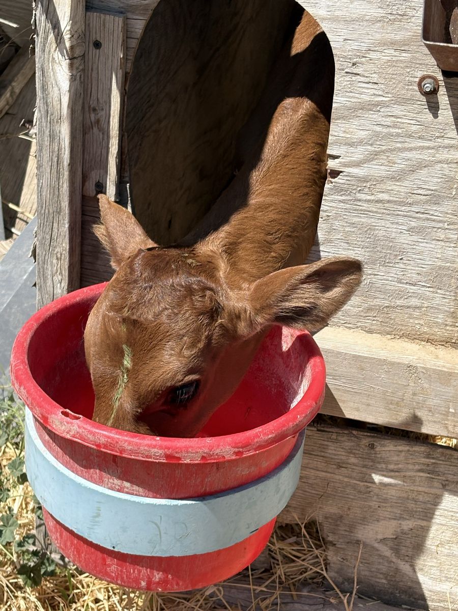 Dairy Heifer Calf - Male - 2 Months Old - Healthy & Growing