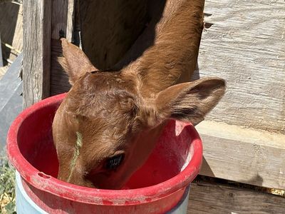Dairy Heifer Calf - Male - 2 Months Old - Healthy & Growing