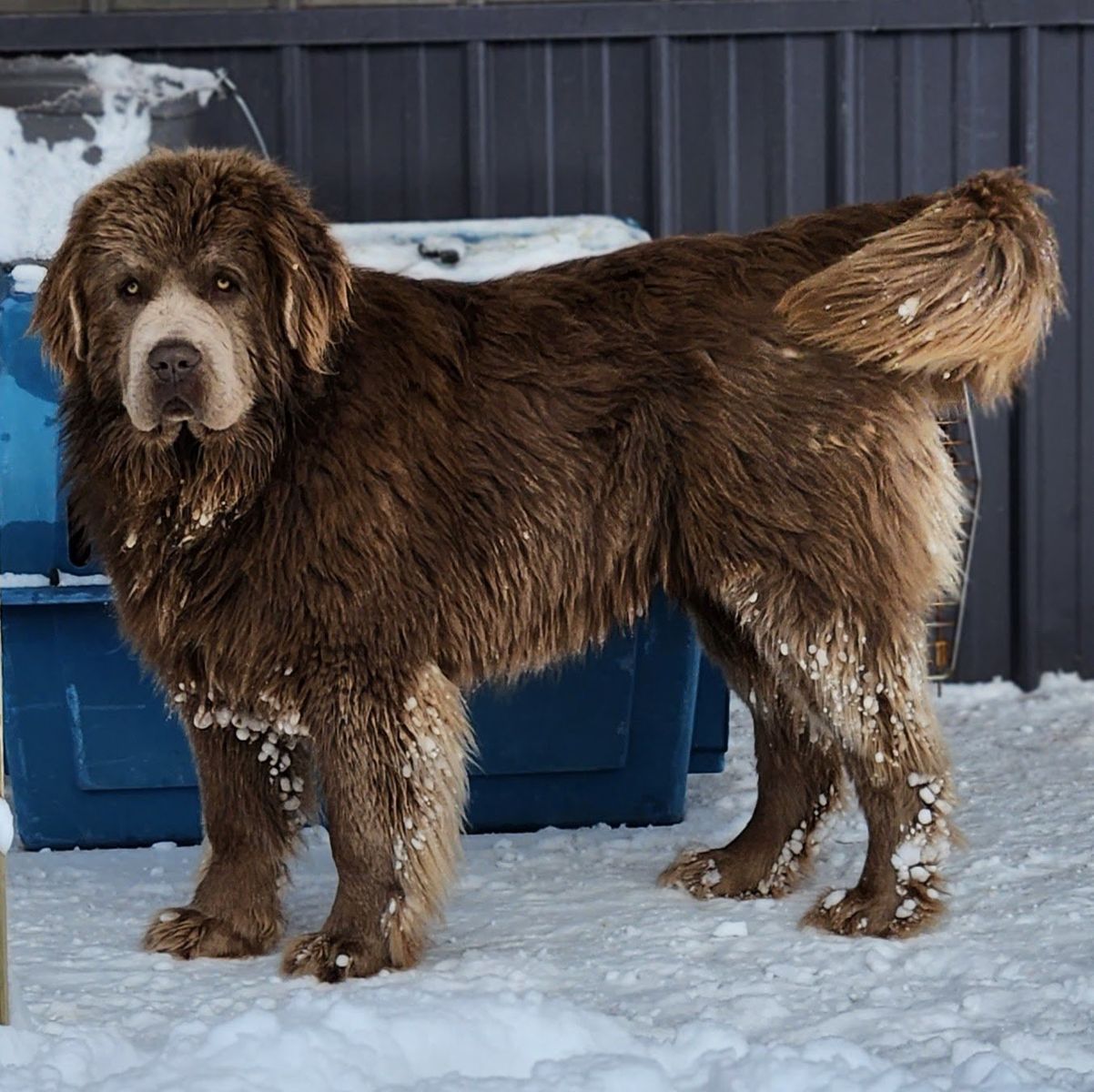 AKC NEWFOUNDLAND STUD OR FOR SALE