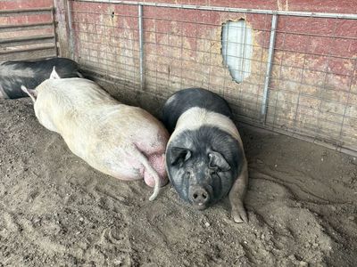 Pigs/Puercos Leer/Read