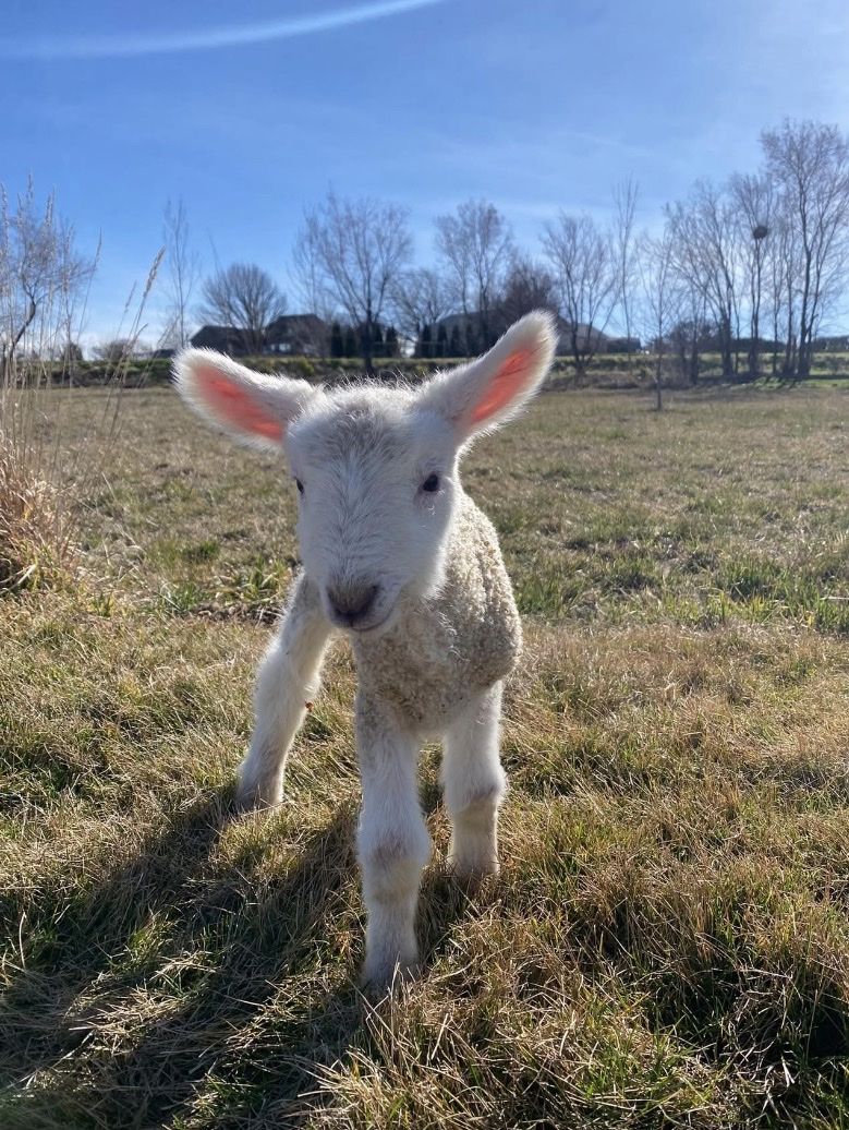 Registered Border Leicester Ewes - 2 Years Old, Friendly, Twin-Bearing (Caldwell, ID)