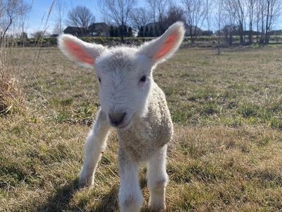 Registered Border Leicester Ewes - 2 Years Old, Friendly, Twin-Bearing (Caldwell, ID)