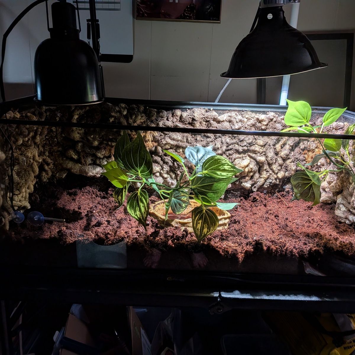 Pac-Man frog and setup