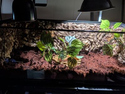 Pac-Man frog and setup