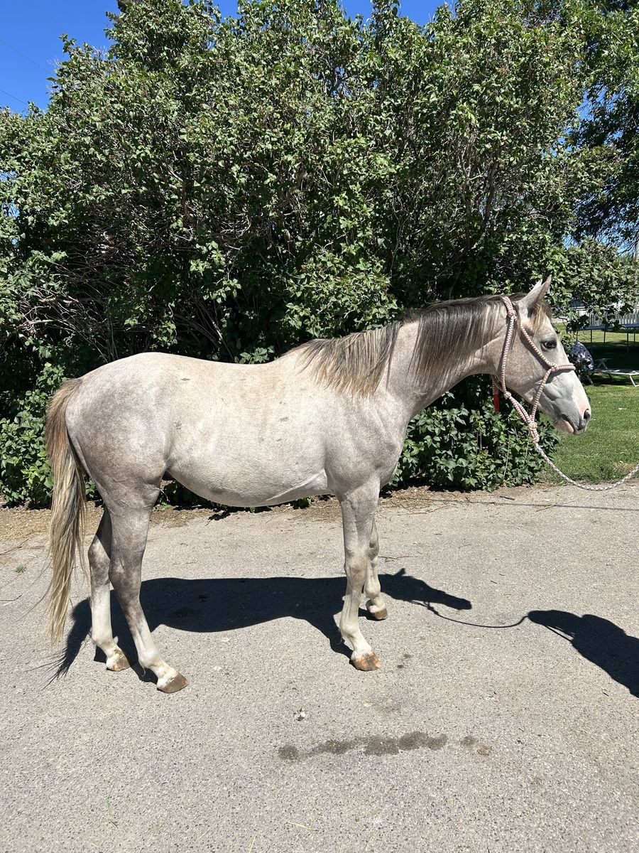 2 year old gelding