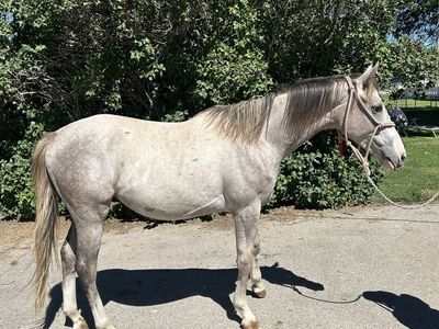 2 year old gelding