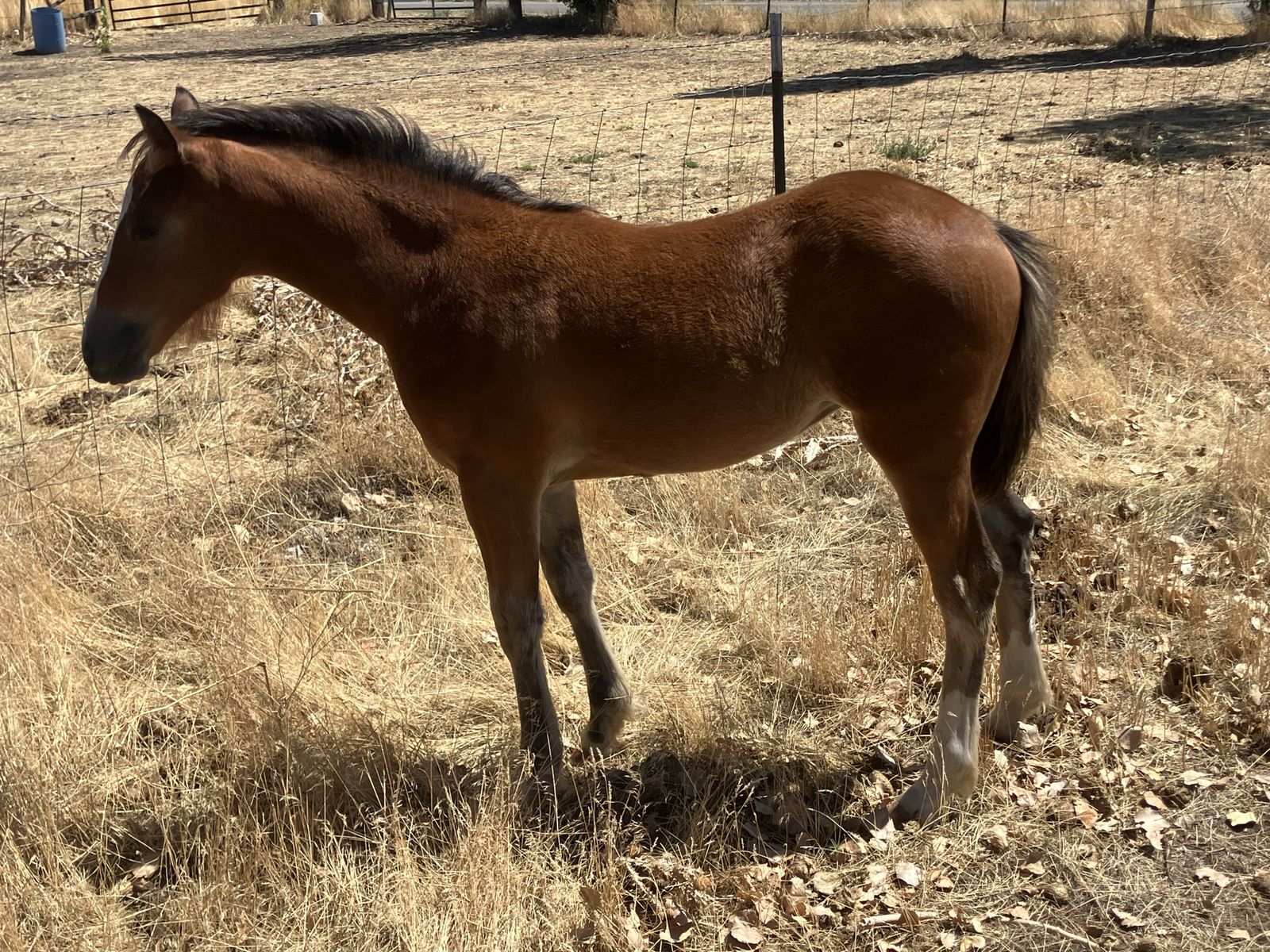 GYPSY X filly