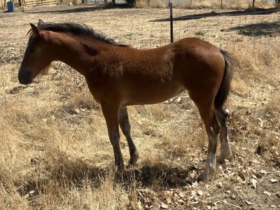 GYPSY X filly