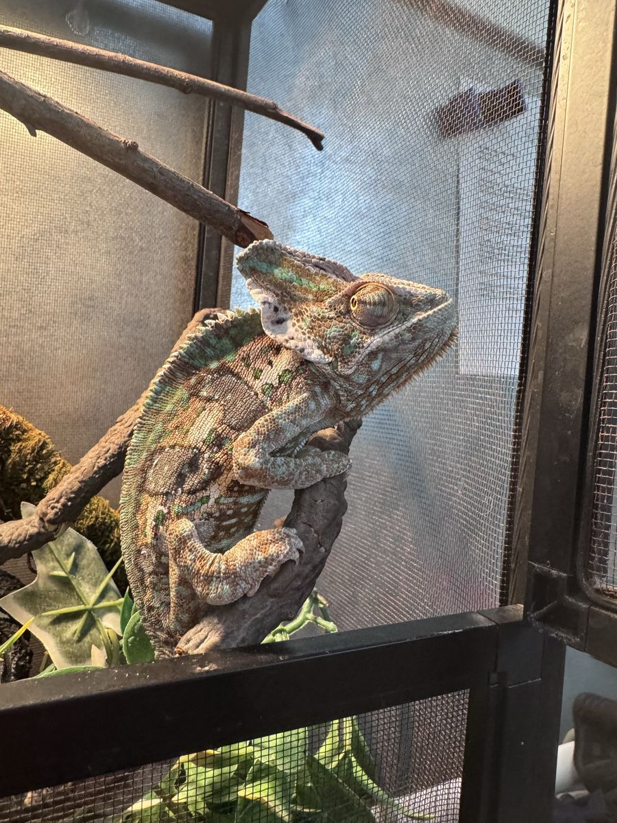 Veiled Chameleon