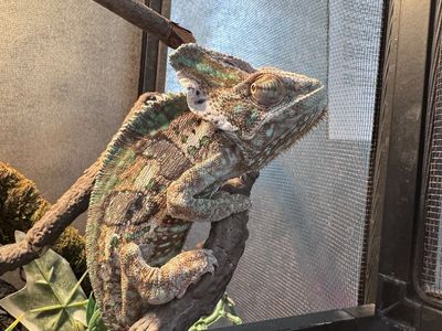 Veiled Chameleon