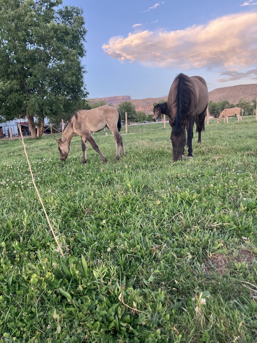 Half draft filly