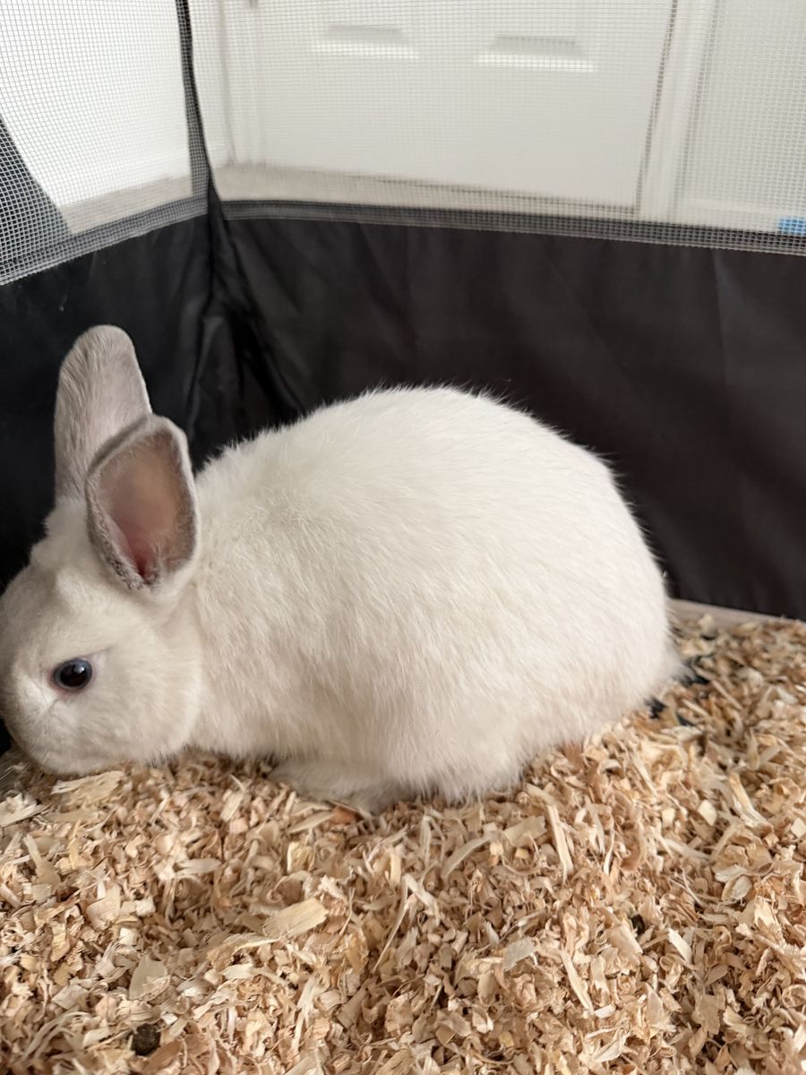 Female Dwarf Rabbit