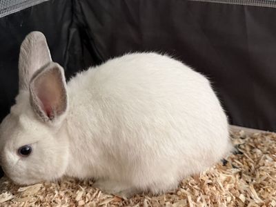 Female Dwarf Rabbit