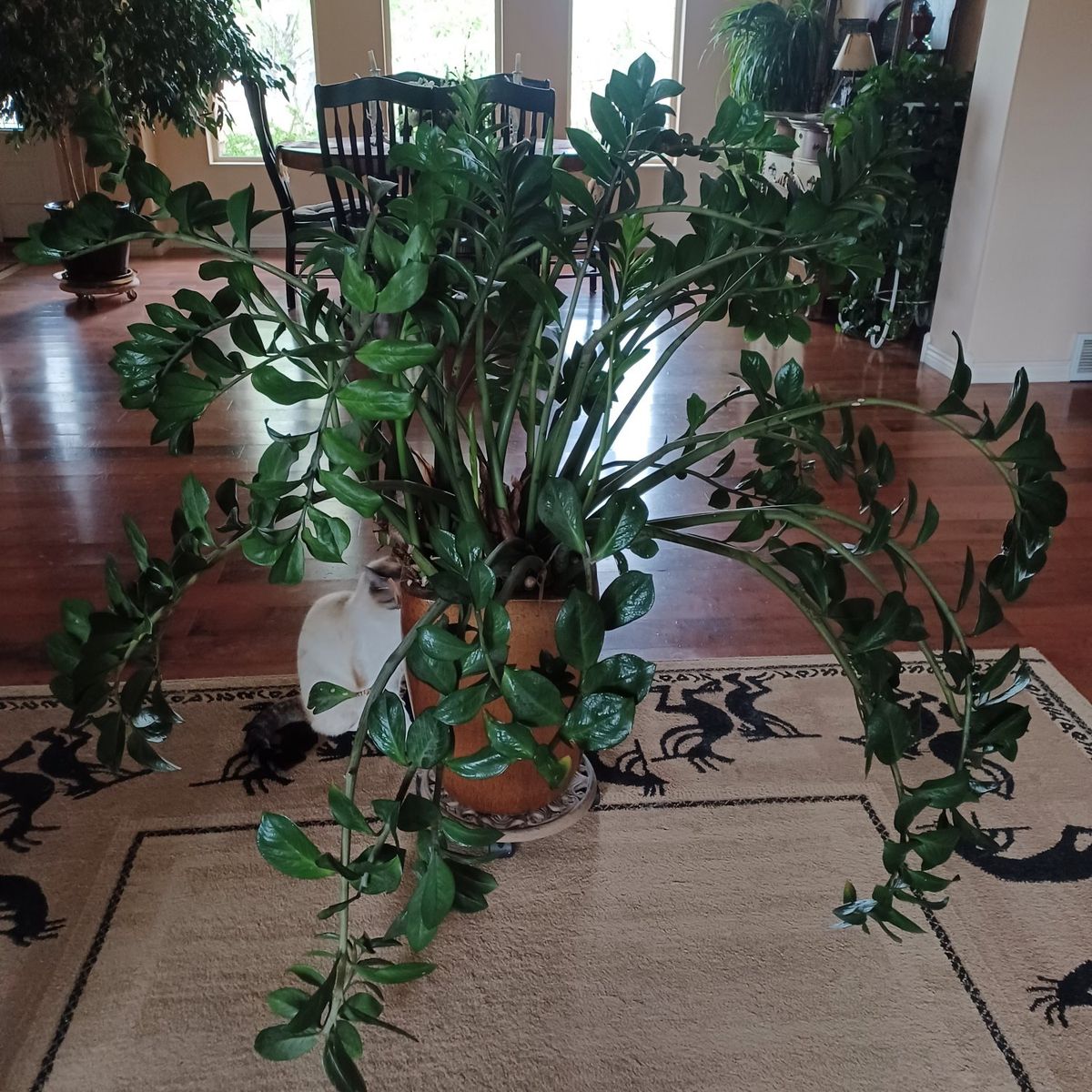 Zz Plant