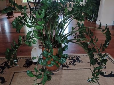Zz Plant