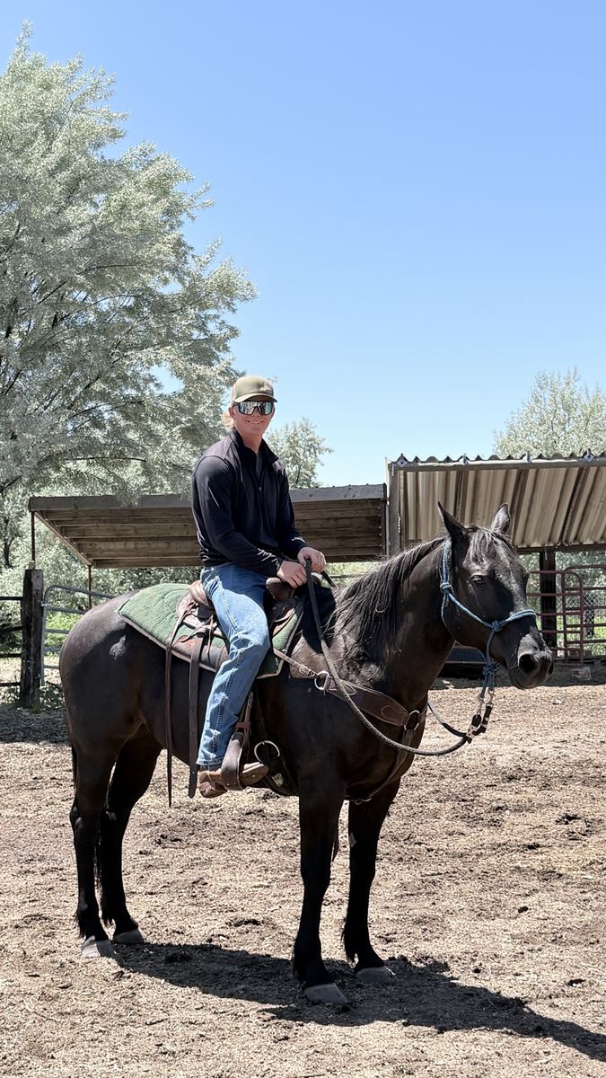 Grade QH Gelding, 12 Years Old