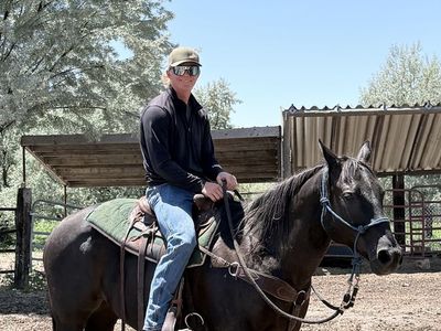 Grade QH Gelding, 12 Years Old