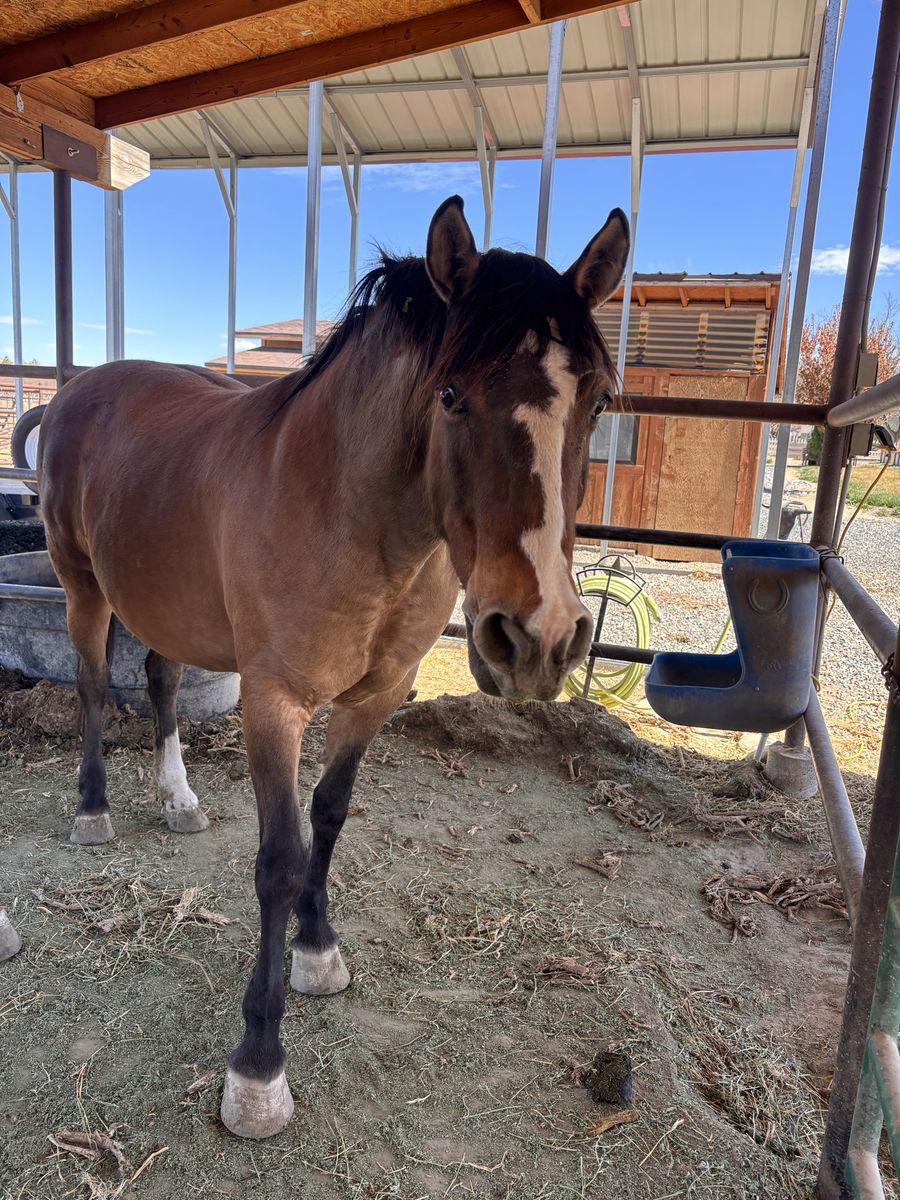 12/13 yr old dun mustang