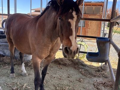 12/13 yr old dun mustang