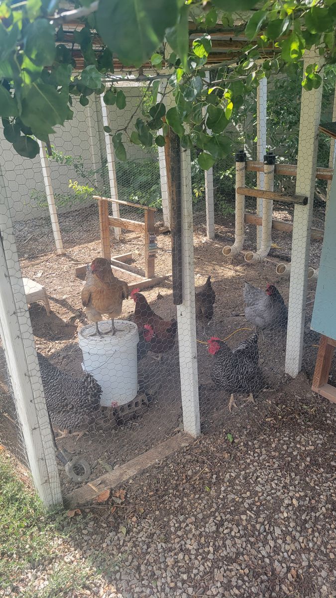 7 Chickens