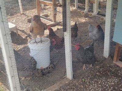 7 Chickens