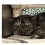 Hello my name is Rocky Raccoon