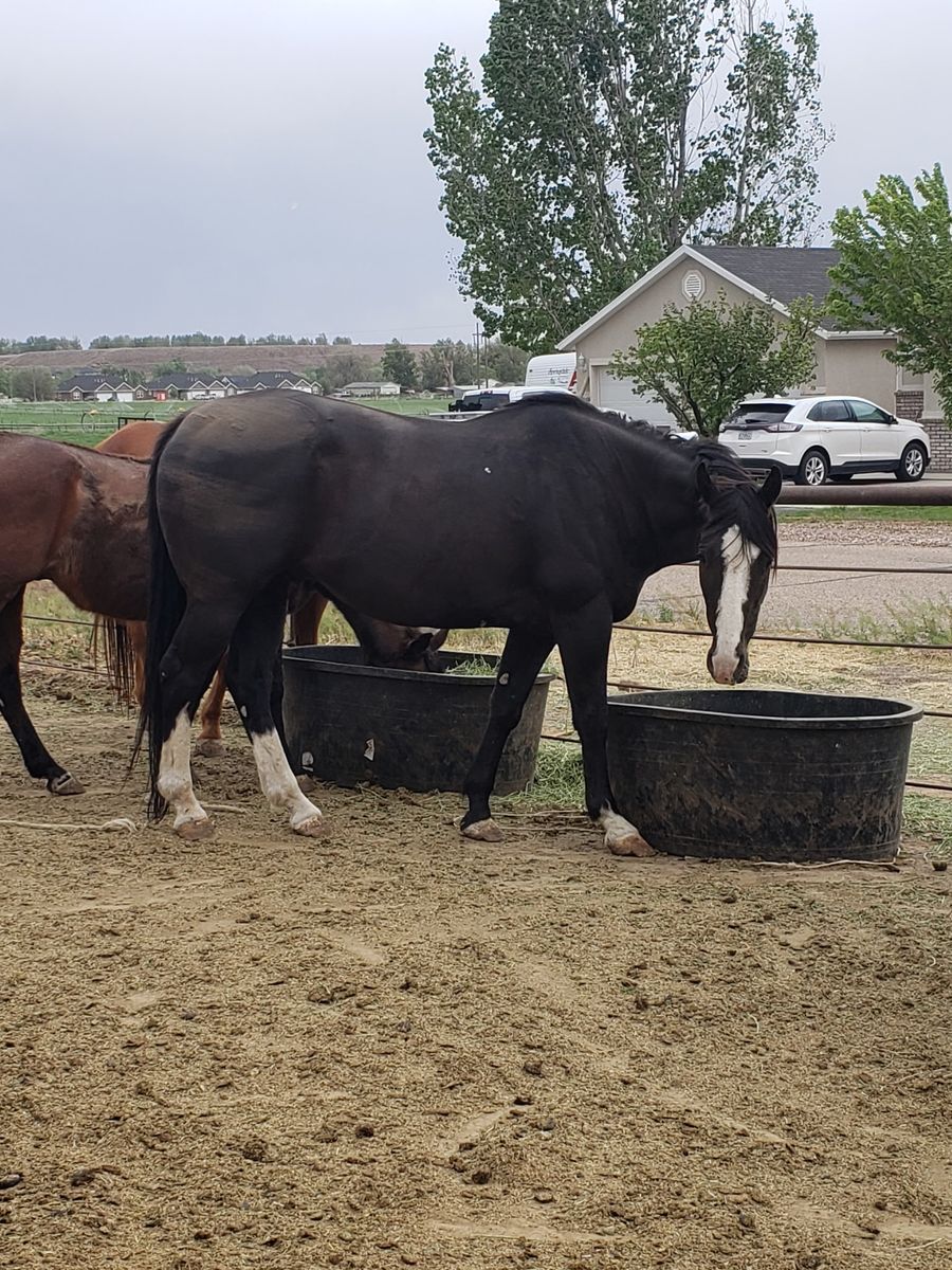 Big Black Hoss