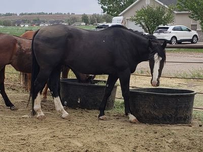 Big Black Hoss