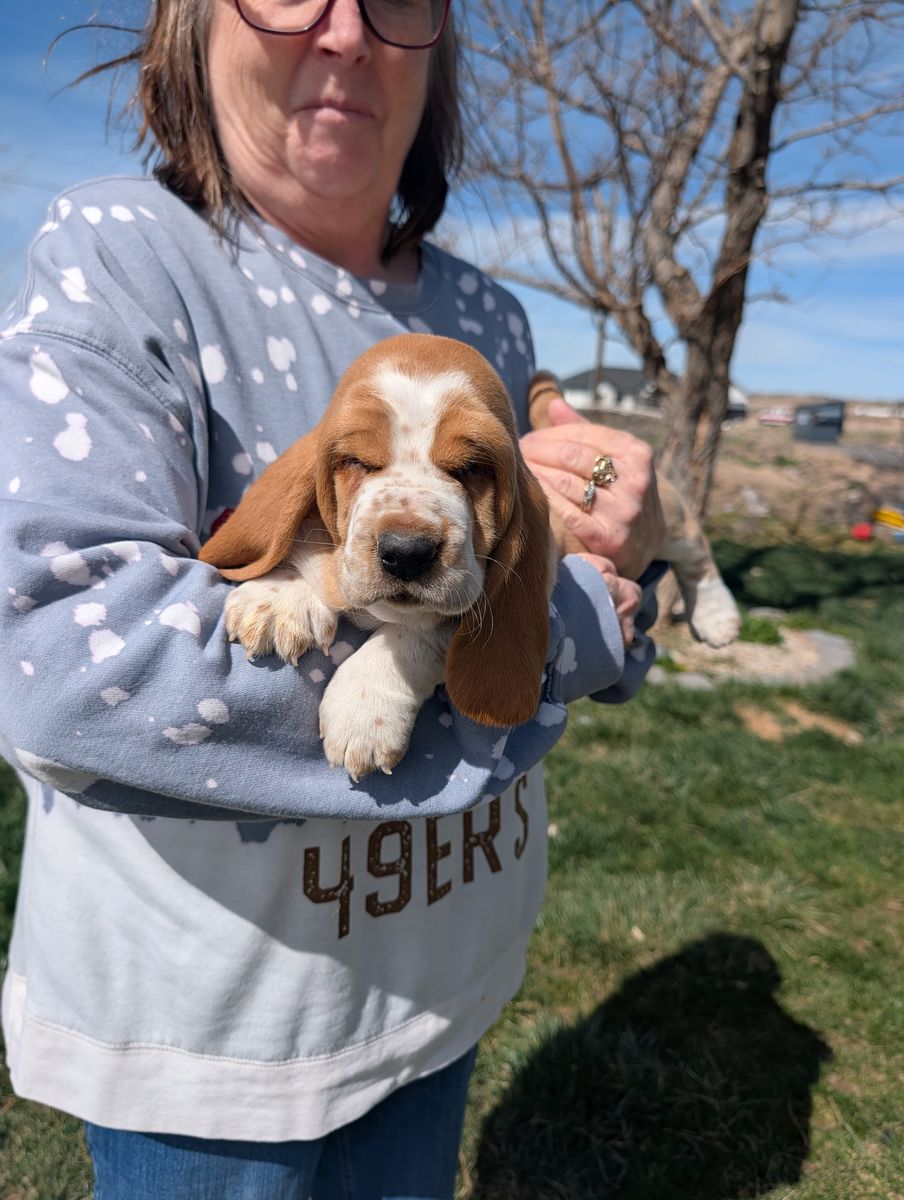 Euro Basset hound puppies