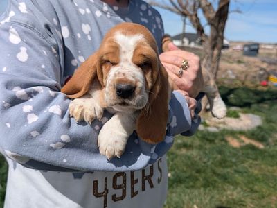 Euro Basset hound puppies